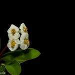 Lightpainting mal anders - doofe Blume schnappen licht aus - Kamera auf 20sek und dann mit der Taschenlampe die Blume ausmalen