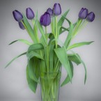 tulpen