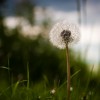 Pusteblume Löwenzahn