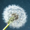 Pusteblume